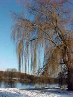 overhanging tree branches